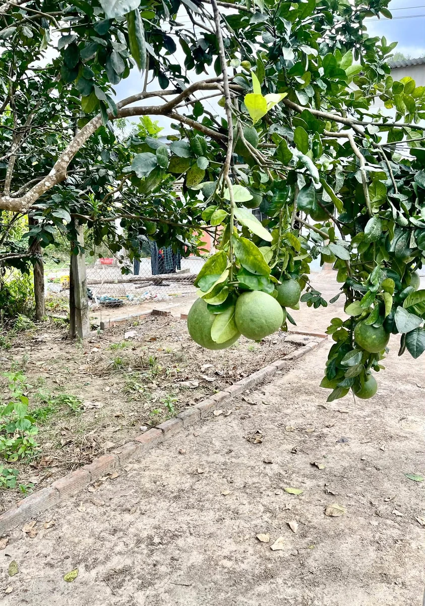 Bán đất mặt tiền 503m2 Tỉnh lộ 2, Khánh Hòa - Ảnh thu nhỏ 4