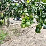 Bán đất mặt tiền 503m2 Tỉnh lộ 2, Khánh Hòa - Ảnh thu nhỏ 4