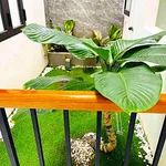 Bán nhà 2 tầng 3PN 100m2 Nguyễn Hàm Ninh Đà Nẵng - Ảnh thu nhỏ 3