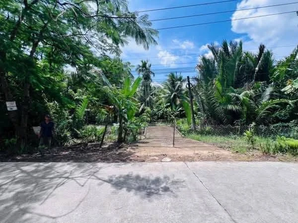 Bán đất vườn mặt tiền Mỹ Thạnh 1.064m² - 1,2 tỷ - Giồng Trôm - Ảnh thu nhỏ 2