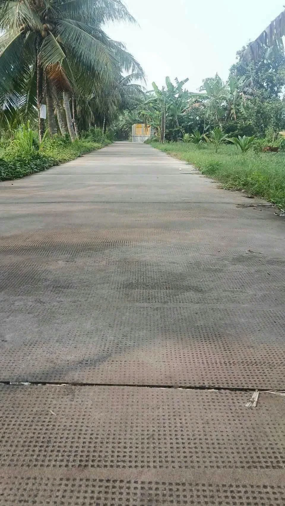 Bán 1090m2 đất vườn dừa đang cho trái tại Xã Tân Thanh, Giồng Trôm, Bến Tre - Ảnh 1