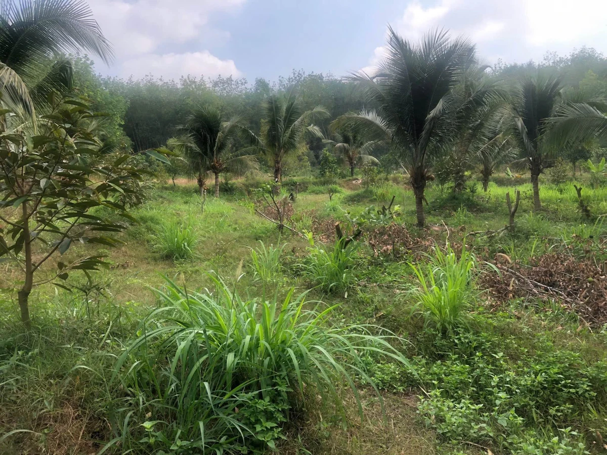 Bán 5ha đất nhà vườn Đồng Xoài, có suối, sinh thái - Ảnh thu nhỏ 4