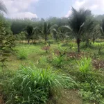 Bán 5ha đất nhà vườn Đồng Xoài, có suối, sinh thái - Ảnh thu nhỏ 4