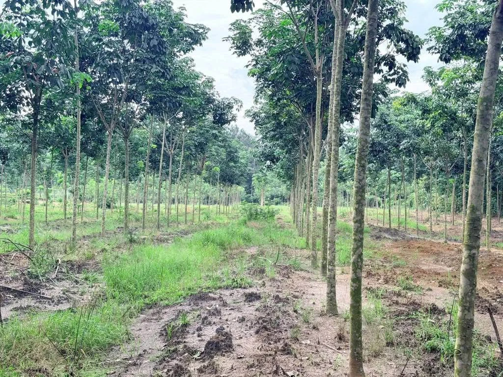 Bán đất 9000 m² gần Quốc lộ 14, Bình Chánh - Ảnh thu nhỏ 2