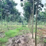 Bán đất 9000 m² gần Quốc lộ 14, Bình Chánh - Ảnh thu nhỏ 2
