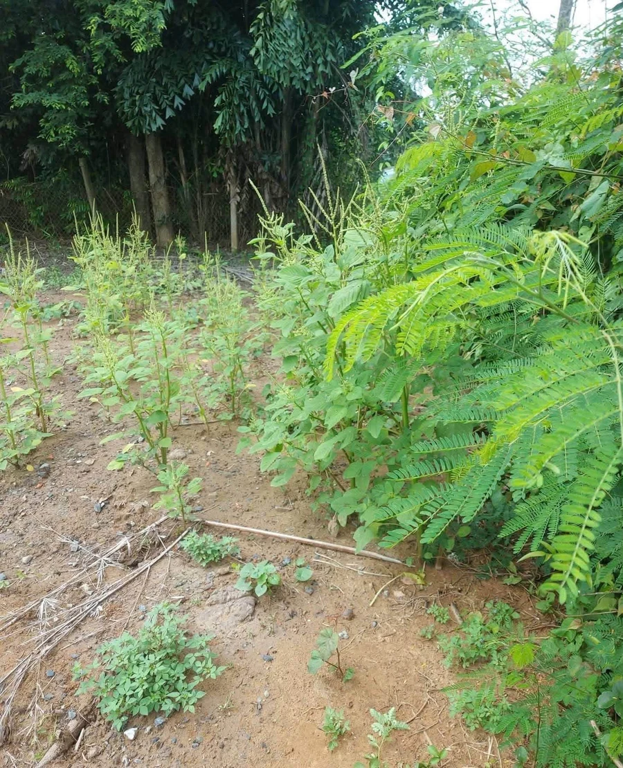 Bán lô đất 500m² thổ cư Long An, gần KCN Nhựt Chánh - Ảnh thu nhỏ 4