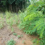 Bán lô đất 500m² thổ cư Long An, gần KCN Nhựt Chánh - Ảnh thu nhỏ 4