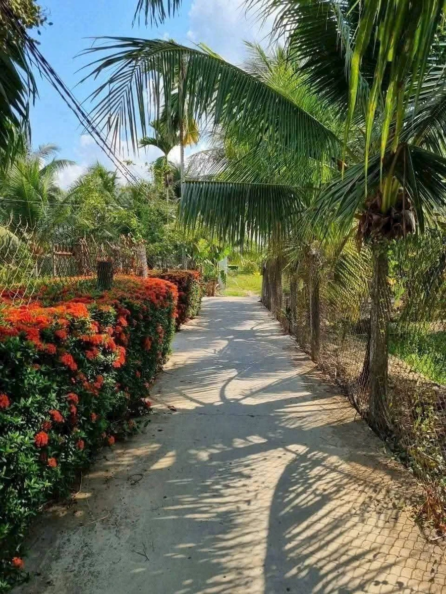 Bán đất Tam Phước 145m² 1,2 tỷ, Nhà Bè - Ảnh thu nhỏ 3