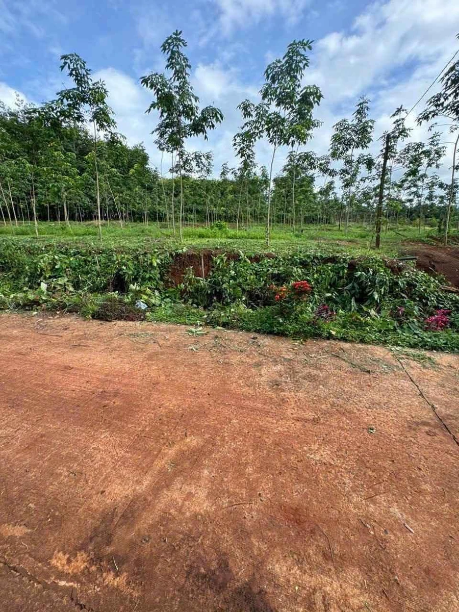 Bán đất 10x40 (400m²) Lộc Ninh, Bình Dương 220 triệu - Ảnh thu nhỏ 2