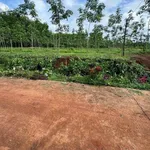 Bán đất 10x40 (400m²) Lộc Ninh, Bình Dương 220 triệu - Ảnh thu nhỏ 2
