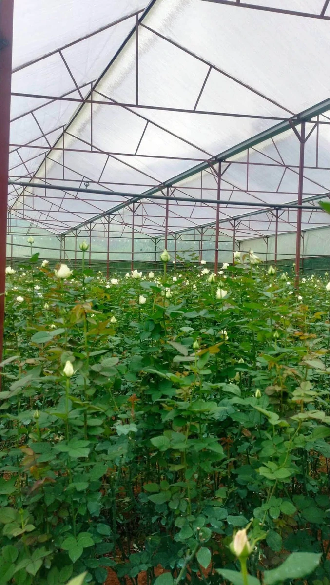 Bán 9 sào đất sổ riêng Đan kia 9000m2 vườn hoa hồng - Ảnh thu nhỏ 3