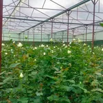 Bán 9 sào đất sổ riêng Đan kia 9000m2 vườn hoa hồng - Ảnh thu nhỏ 3
