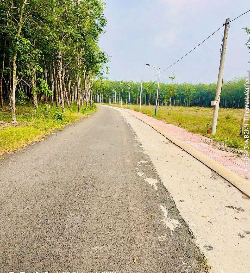 Bán 2 nhà liền kề 200m2 đường 239, Bình Chánh, 300 triệu/lô - Ảnh 1