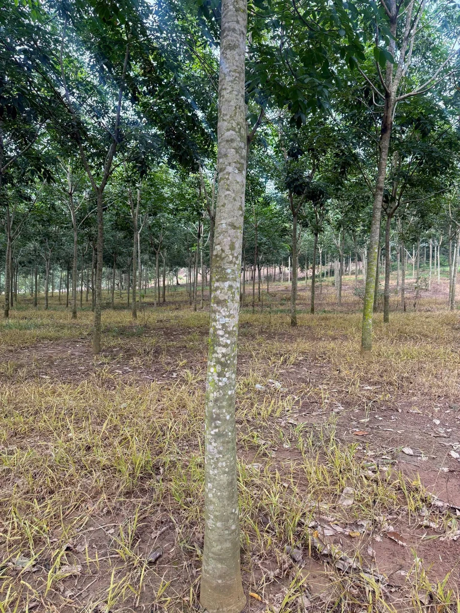 Bán đất cao su 3 ha mặt tiền trên 200m, Tân Thành, Bình Phước - Ảnh thu nhỏ 3