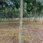 Bán đất cao su 3 ha mặt tiền trên 200m, Tân Thành, Bình Phước - Ảnh thu nhỏ 3