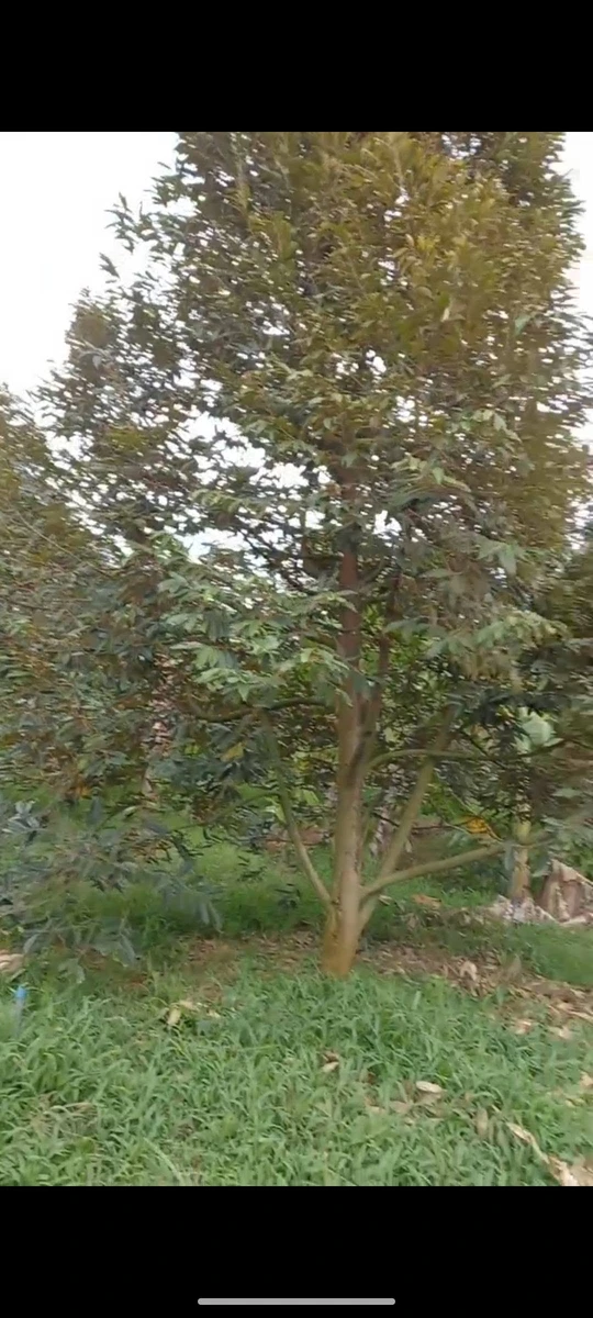 Bán vườn sầu riêng 14000m² với 200m² thổ cư, 3 tỷ - Ảnh thu nhỏ 2