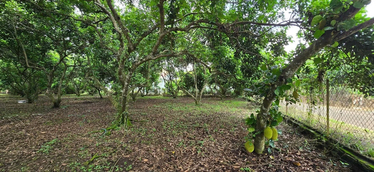 Bán vườn trái cây 1000m2 có 118m2 thổ cư tại Phường Bình Lộc, Long Khánh, Đồng Nai - Ảnh thu nhỏ 4