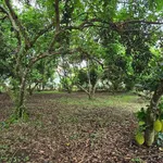 Bán vườn trái cây 1000m2 có 118m2 thổ cư tại Phường Bình Lộc, Long Khánh, Đồng Nai - Ảnh thu nhỏ 4