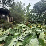 Bán đất 100m2 Đại La, Hoà Khánh, Đà Nẵng - Ảnh thu nhỏ 3