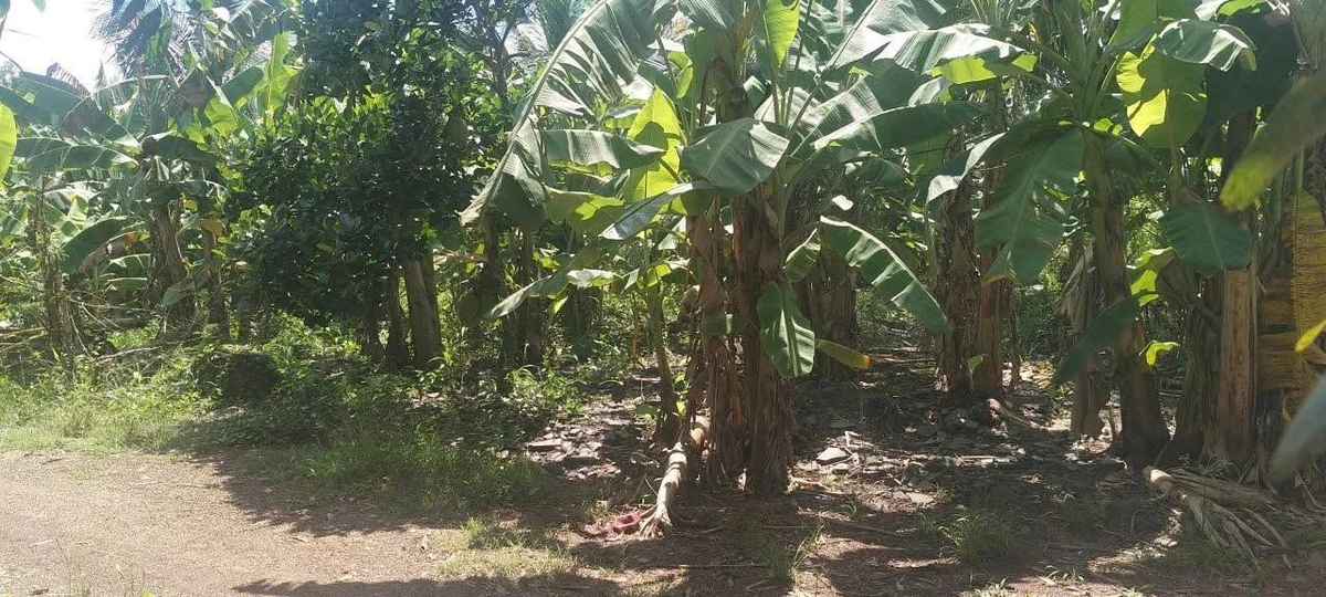 Bán đất Trảng Bom Đồng Nai 2800m² sổ riêng - Ảnh thu nhỏ 5