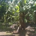 Bán đất Trảng Bom Đồng Nai 2800m² sổ riêng - Ảnh thu nhỏ 5