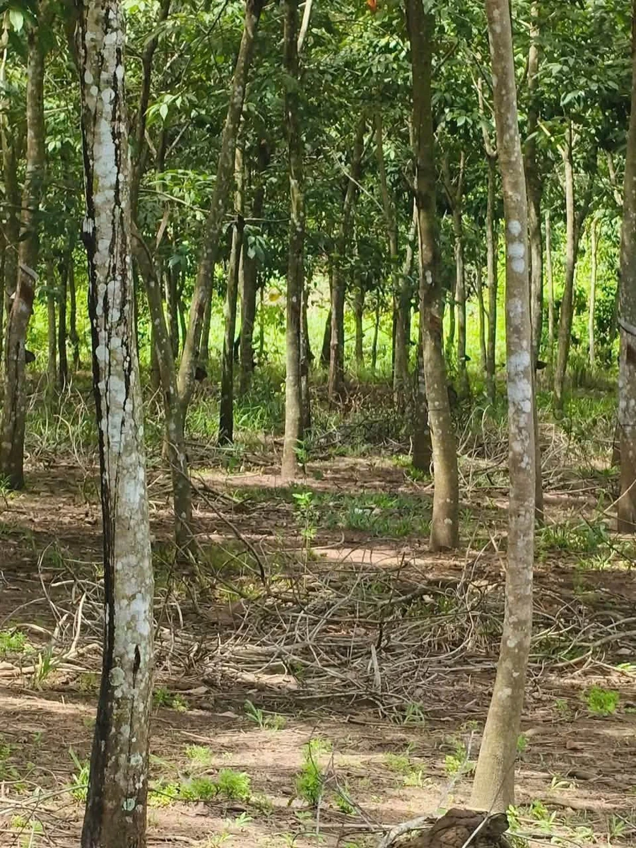 Bán đất 8,6 ha cao su ở An Khương, Hớn Quản, giá 1 tỷ - Ảnh thu nhỏ 3