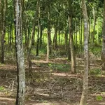 Bán đất 8,6 ha cao su ở An Khương, Hớn Quản, giá 1 tỷ - Ảnh thu nhỏ 3