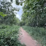 Bán đất 4.824m2 có 4.000m2 đất SKC ngành gỗ gần ĐT744, Dầu Tiếng - Ảnh thu nhỏ 3