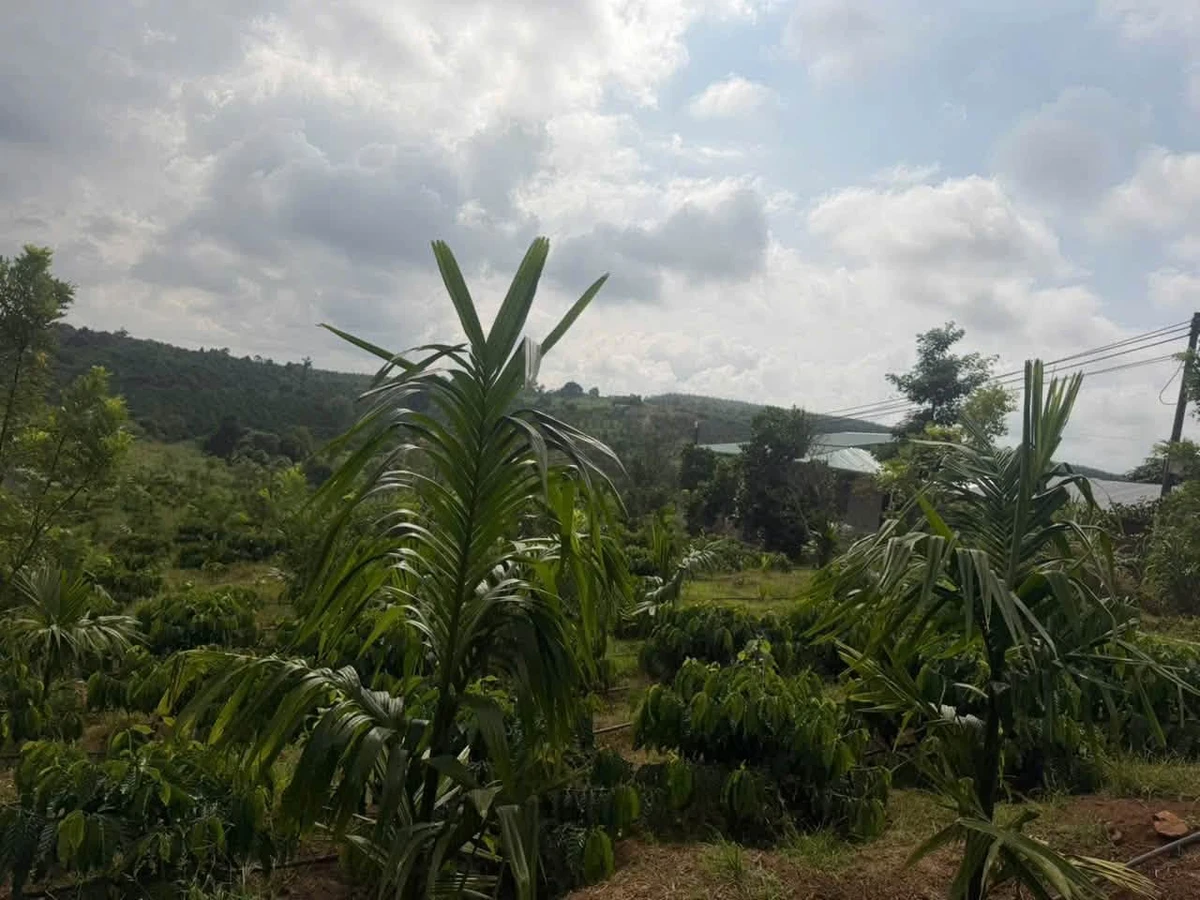 Bán lô đất vườn gần 1,4 ha mặt đường, cà phê và cau, giá 2,25 tỷ tại Ea Ihao, Đắk Lắk - Ảnh thu nhỏ 2