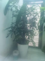 Bán nhà chính chủ khu đô thị Kỳ Đồng - Ảnh thu nhỏ 5
