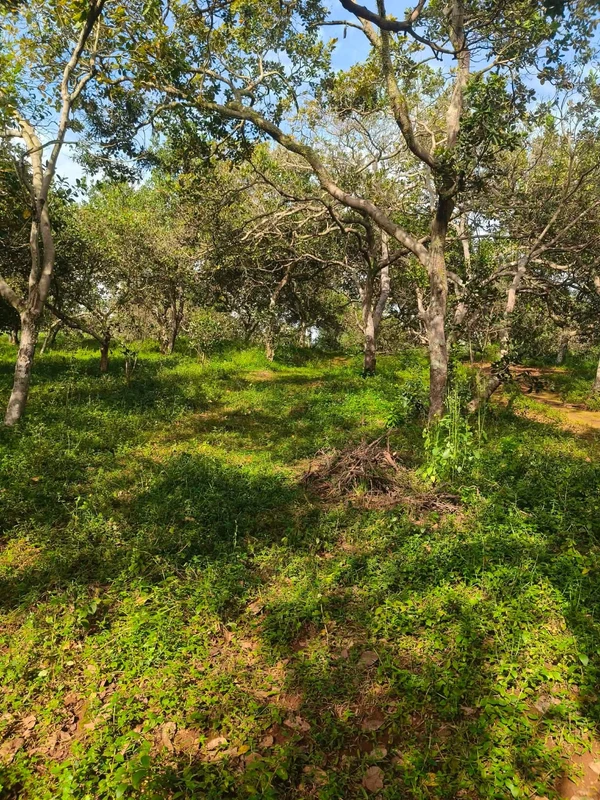 Bán đất 1 hectare Thọ Sơn, Bình Phước, 850 triệu