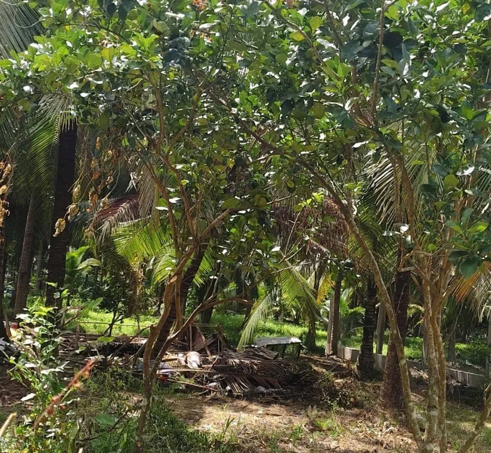 Bán đất 866,7m² sát chợ Cẩm Sơn, Bà Rịa - Vũng Tàu, 1 tỷ 590 triệu - Ảnh thu nhỏ 4