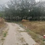 Bán đất 5x40 giá 99 triệu tại Bầu Dưng, Tân Phong, Tây Ninh - Ảnh thu nhỏ 3