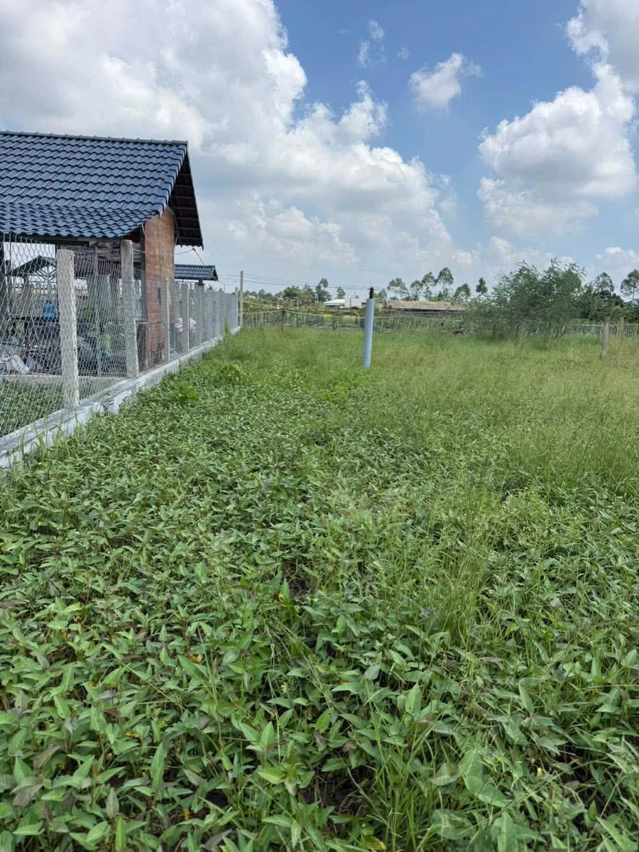 Bán đất 1100m2 có sẵn ao cá, đường ô tô, xã Tầm Vu, Tây Ninh - Ảnh thu nhỏ 3