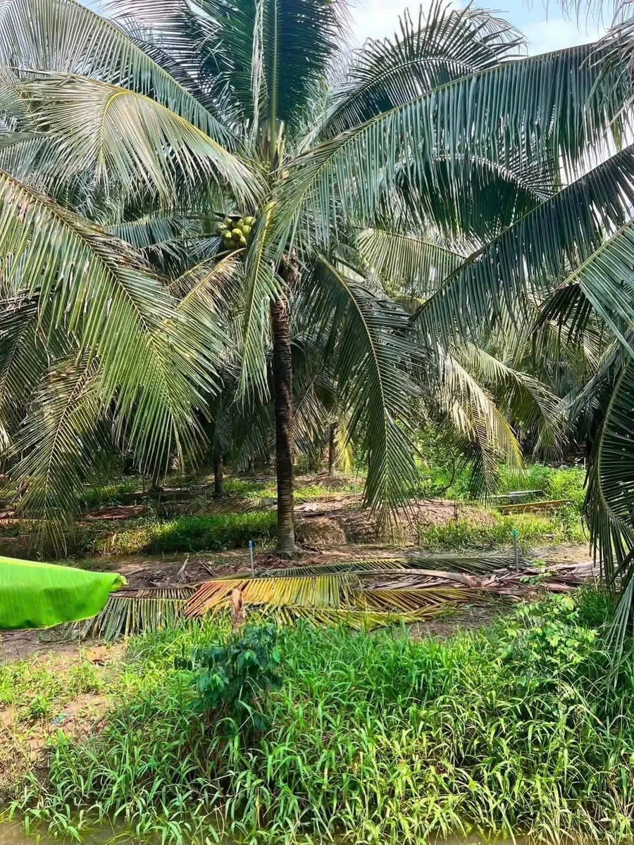 Bán 1.300m2 đất vườn dừa giá 1,1 tỷ tại xã Châu Hưng, Vĩnh Long - Ảnh thu nhỏ 3