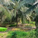 Bán 1.300m2 đất vườn dừa giá 1,1 tỷ tại xã Châu Hưng, Vĩnh Long - Ảnh thu nhỏ 3