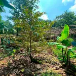 Bán 3 sào đất mặt tiền Chu Văn An, Đồng Nai - Ảnh thu nhỏ 2