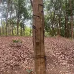 Bán 3 hecta đất cao su Phú Trung, Bình Phước - Ảnh thu nhỏ 3
