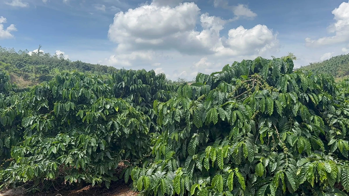 Bán 4,3ha đất vườn cà phê có nhà, suối bao quanh tại Thôn 10, Nam Dong - Ảnh thu nhỏ 2