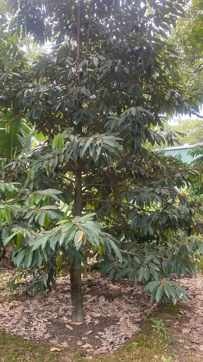 Bán 2ha đất nông nghiệp Phú Trung, Bình Phước, giá 1 tỷ 450/ha - Ảnh 1