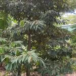Bán 2ha đất nông nghiệp Phú Trung, Bình Phước, giá 1 tỷ 450/ha - Ảnh thu nhỏ 1