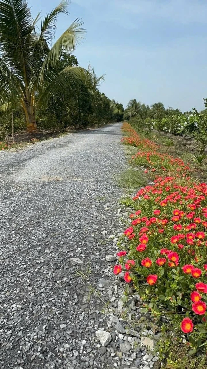 Bán đất nền 500m2 Xã Lương Hòa, Bến Lức, Long An - Ảnh thu nhỏ 4
