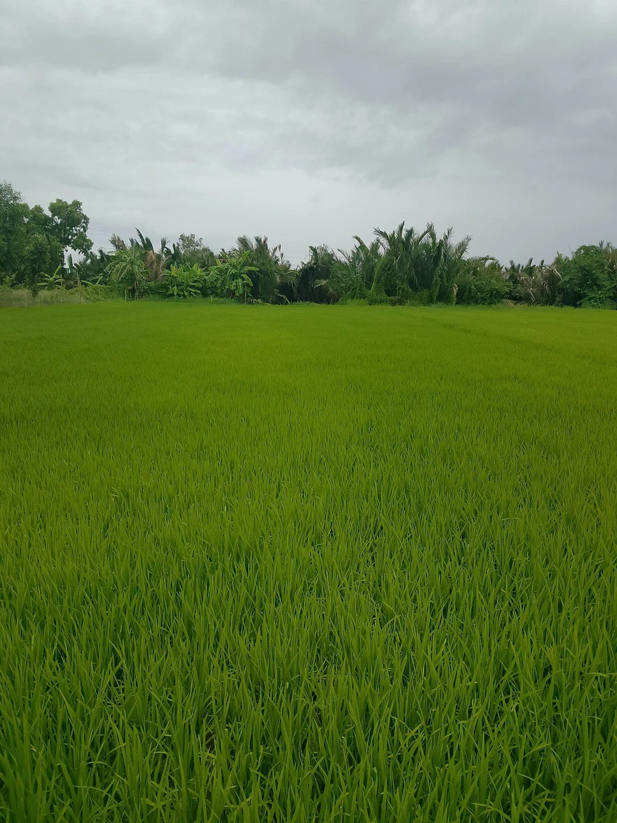 Bán đất ruộng 20 công mặt tiền lộ Hòa Bình Bạc Liêu - Ảnh thu nhỏ 3