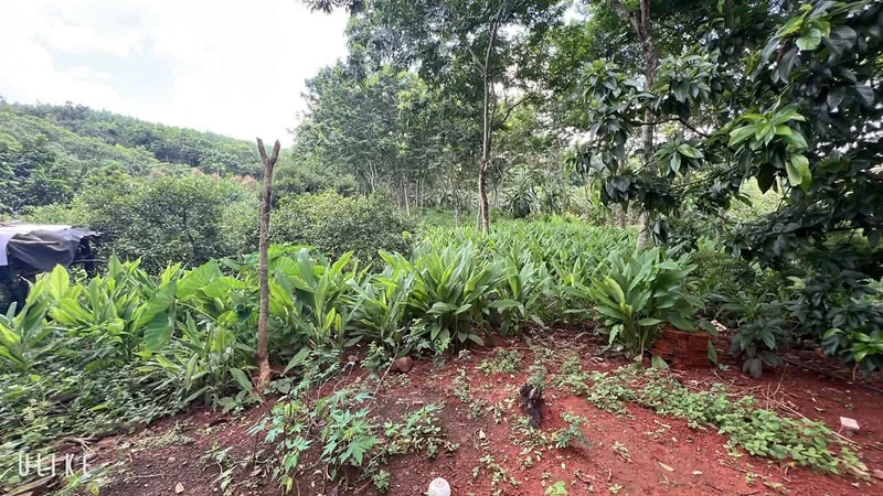 Bán đất nông nghiệp 1.9 ha Tân Lợi, Đồng Nai, 2 tỷ