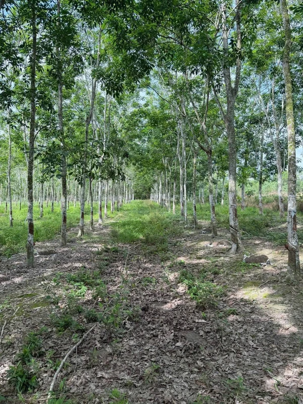 Bán đất cao su khai thác 10.000m² Bình Dương 2 tỷ 9