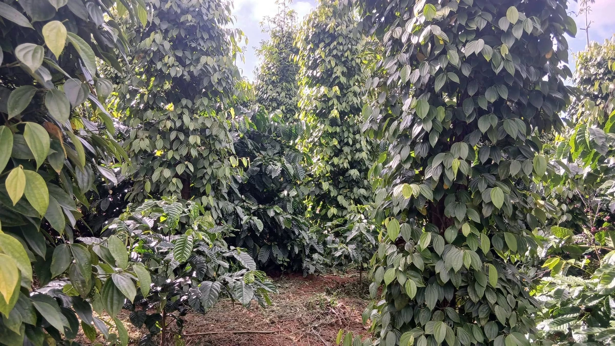 Bán đất vườn 1,3 ha Thôn 5 Trường Xuân, Lâm Đồng 2,8 tỷ - Ảnh 1