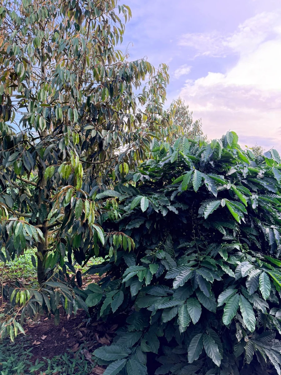 Bán 1,26 ha rẫy sầu riêng xen cà phê đang thu hoạch tại xã Cư Né, Krông Búk, Đắk Lắk - Ảnh thu nhỏ 5