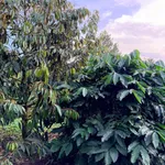 Bán 1,26 ha rẫy sầu riêng xen cà phê đang thu hoạch tại xã Cư Né, Krông Búk, Đắk Lắk - Ảnh thu nhỏ 5