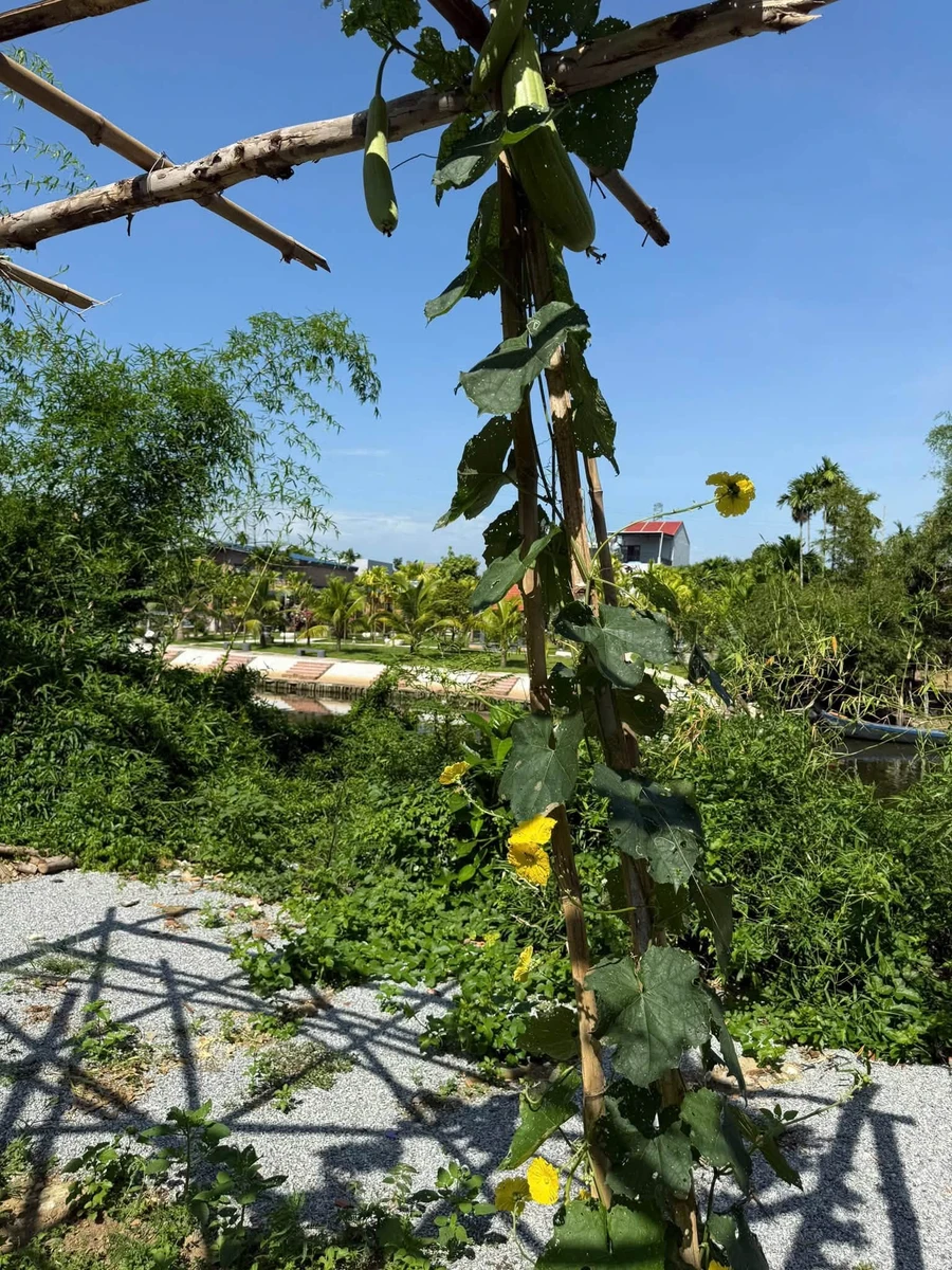 Bán đất CLN 225m² Thanh Hà Hội An view sông 800 triệu - Ảnh thu nhỏ 2