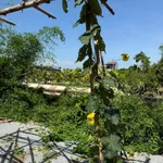 Bán đất CLN 225m² Thanh Hà Hội An view sông 800 triệu - Ảnh thu nhỏ 2